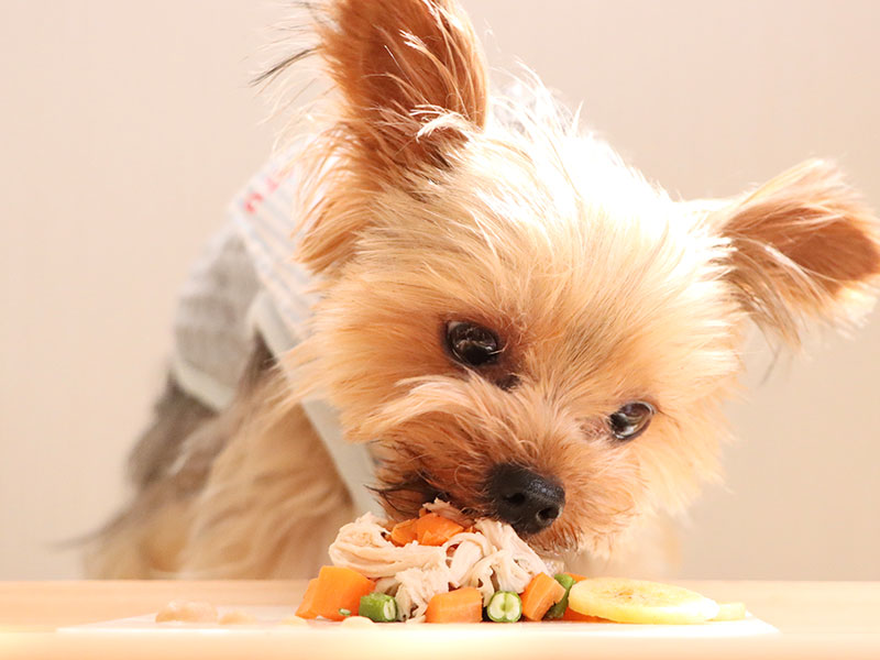 ペット用品販売