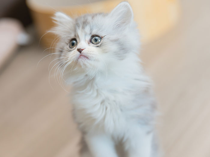 ねこちゃん（ロシアンブルー・アメリカンショートヘアなど）