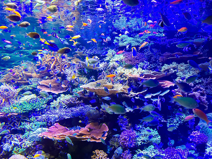 熱帯魚（カラフルな小型種から人気種まで）