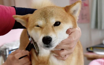 ブラッシングは気持ちがいいね